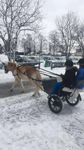 Hest og vogn
