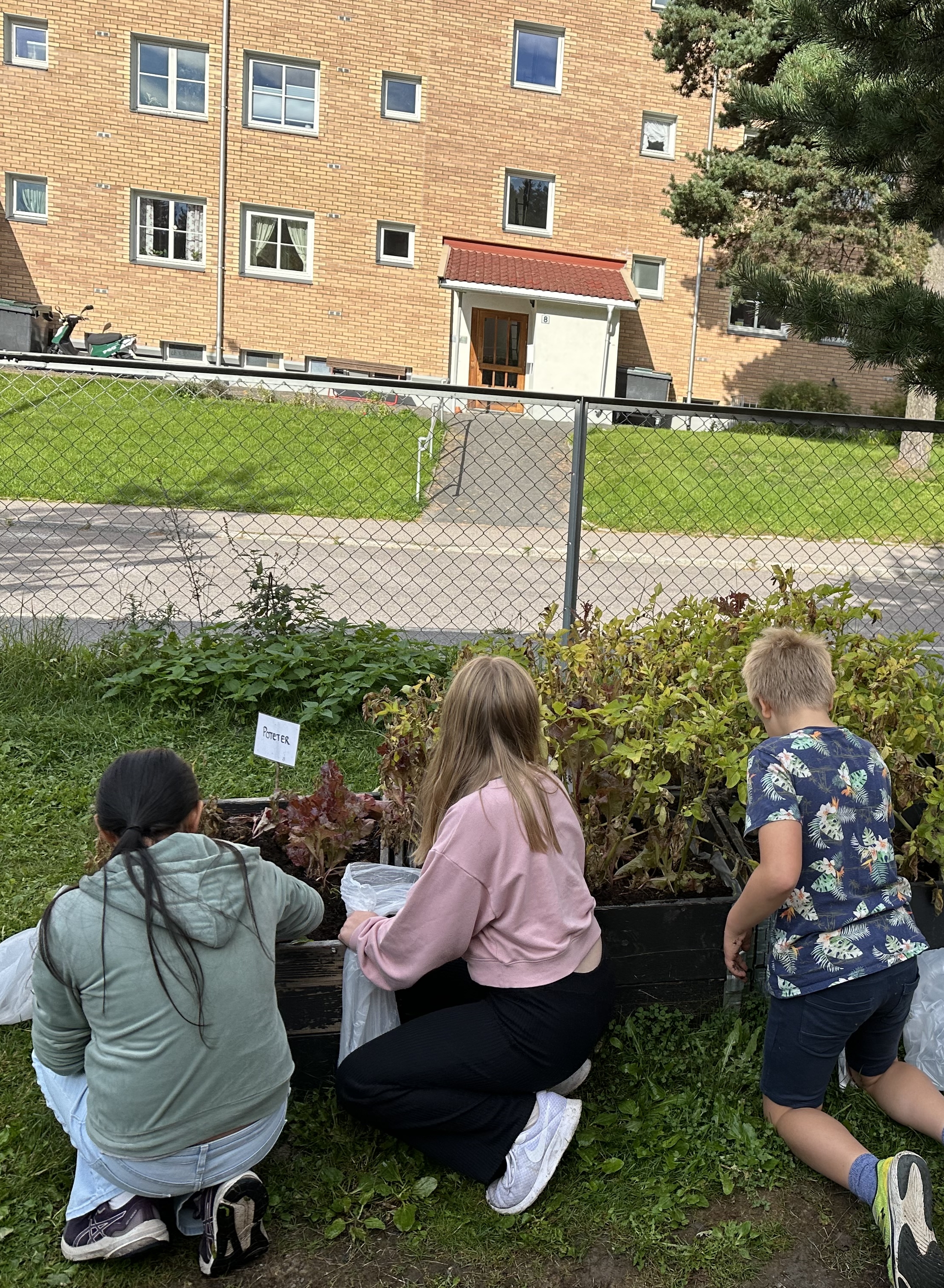 Elever som plukker poteter fra plantekasser