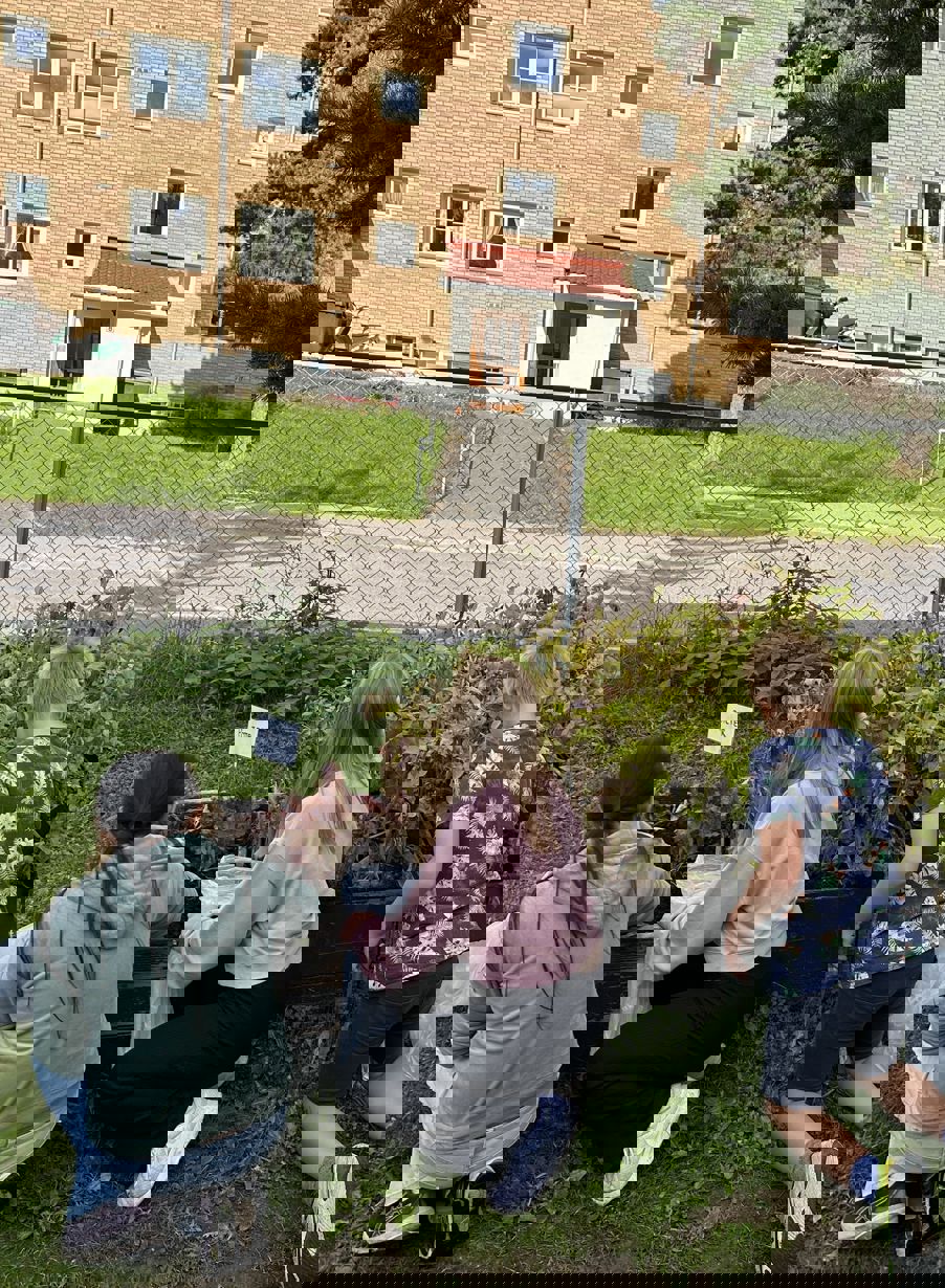 Elever som plukker poteter fra plantekasser