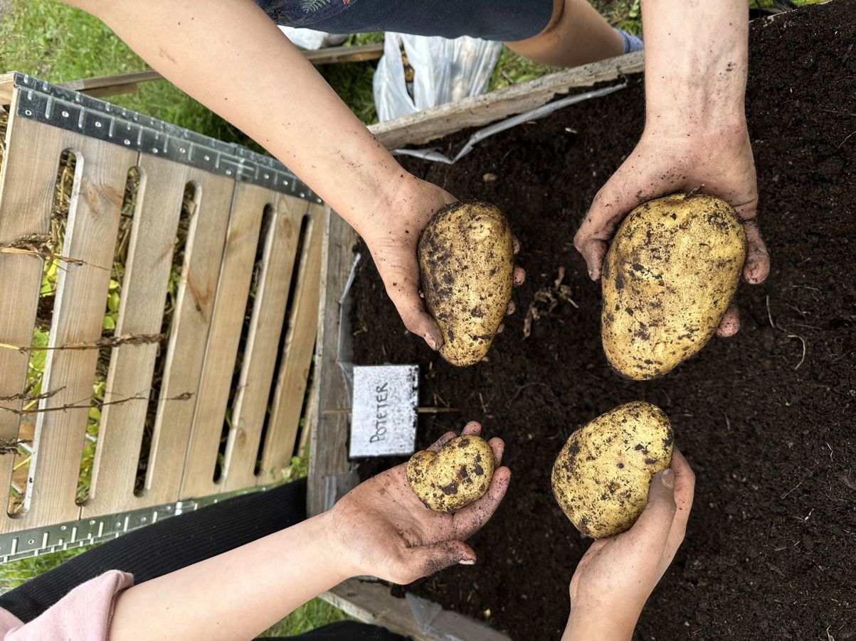 Barnehender som holder poteter med jord på